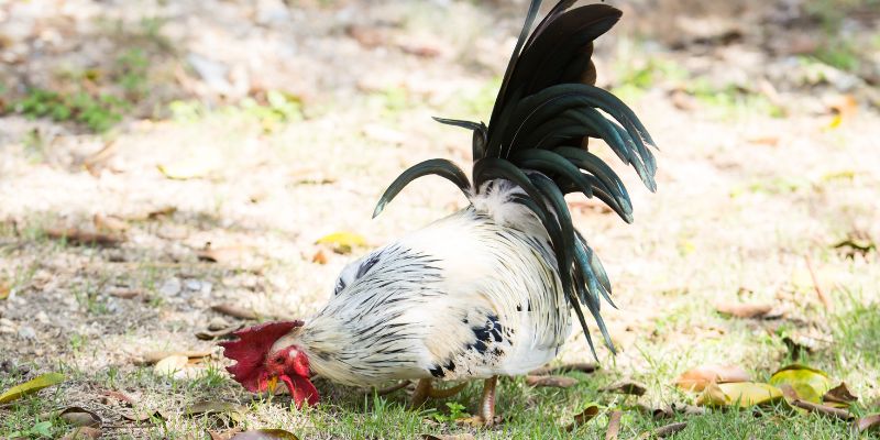 Cách nuôi gà tre đuôi dài hiệu quả