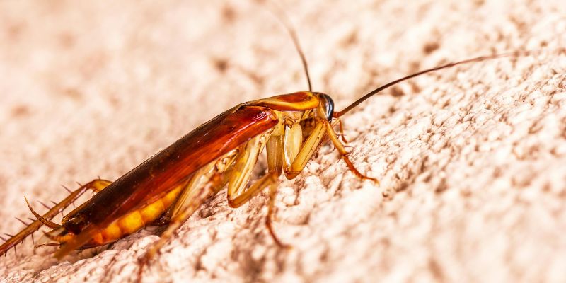 Con gián mang đến nhiều ý nghĩa sâu sắc khi xuất hiện trong mơ