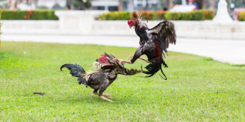 Đá gà có rất nhiều thuật ngữ quan trọng