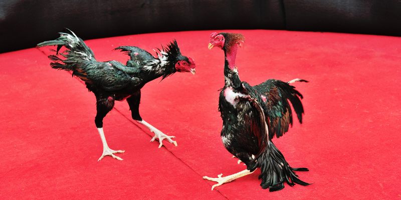 Đá gà K8CC cựa dao mang đến sức hút khó cưỡng