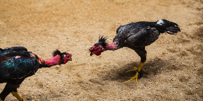 Mẹo đá gà K8CC cựa dao hay không phải ai cũng biết