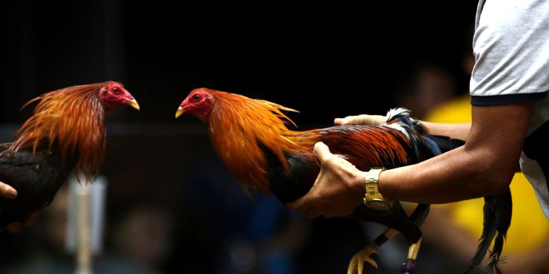 Nắm bắt các thuật ngữ ngành đá gà rất quan trọng