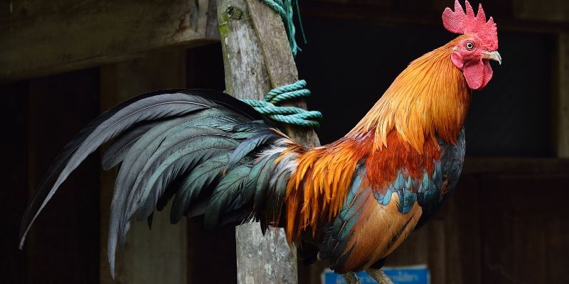 Những loại gà tre đuôi dài thiện chiến nhất