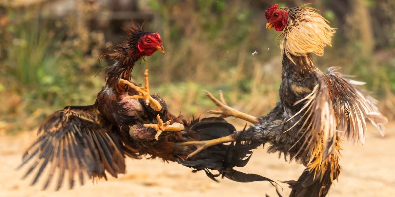 Xổ gà là quá trình thả gà để chúng có cơ hội vờn nhau và thử sức