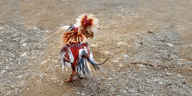 Đánh giá tiêu chỉ để lựa chọn app đá gà uy tín dễ dàng